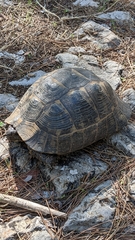 Testudo graeca