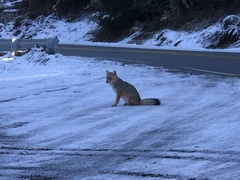 Lycalopex culpaeus magellanicus