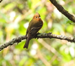 Mitrephanes phaeocercus