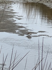 Calidris alpina