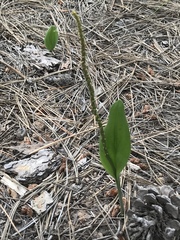 Malaxis macrostachya