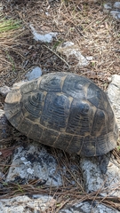 Testudo graeca