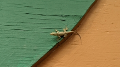 Anolis stratulus