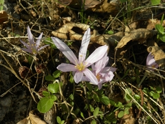 Colchicum stevenii