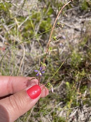 Wahlenbergia subulata