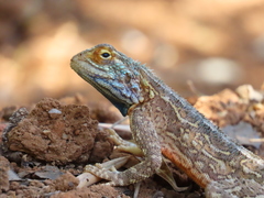 Agama aculeata aculeata