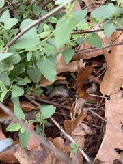 Limax maximus