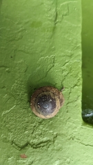 Caracolus caracolla