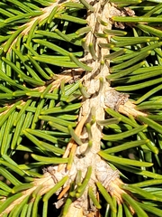 Adelges abietis