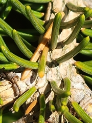 Adelges abietis