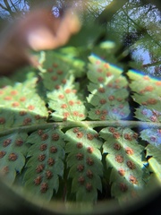 Dryopteris × boottii