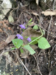 Lobelia longicaulis