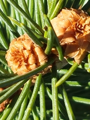 Adelges abietis