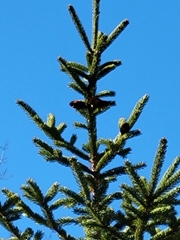 Picea mariana