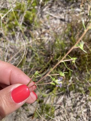 Wahlenbergia subulata