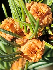 Adelges abietis