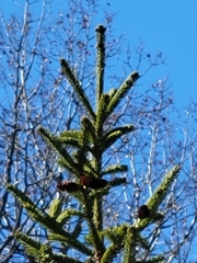 Picea mariana