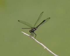 Dythemis