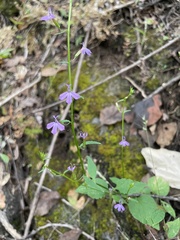 Lobelia longicaulis