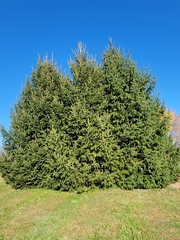 Adelges abietis