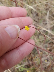 Croptilon divaricatum