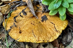 Suillus caerulescens