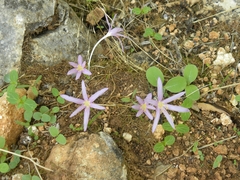 Colchicum stevenii