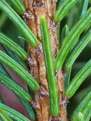 Adelges abietis