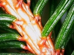 Adelges abietis