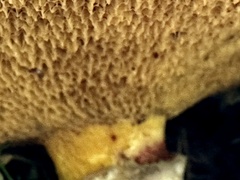 Suillus caerulescens