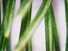 Adelges abietis