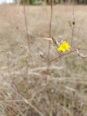 Croptilon divaricatum