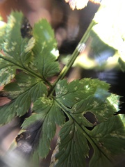 Dryopteris × boottii