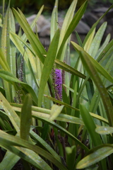 Arpophyllum giganteum