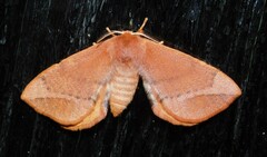 Stenoglene obtusa