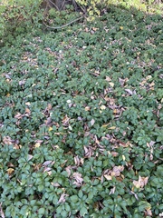 Pachysandra