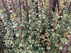 Citharexylum dentatum