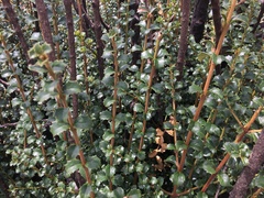 Citharexylum dentatum