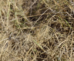 Taeniatherum
