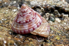 Calliostoma zizyphinum