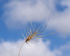 Taeniatherum