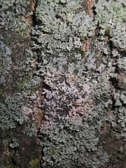 Erythricium aurantiacum