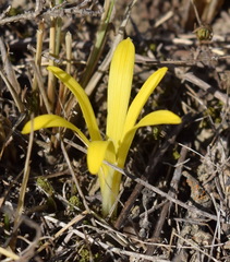 Sternbergia colchiciflora