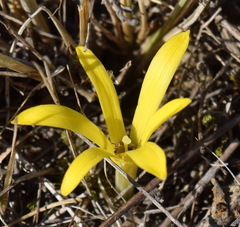 Sternbergia colchiciflora