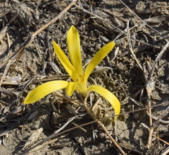 Sternbergia colchiciflora