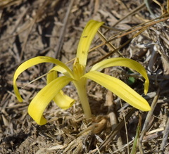 Sternbergia colchiciflora