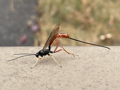 Dolichomitus irritator