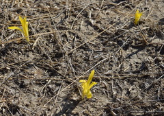 Sternbergia colchiciflora