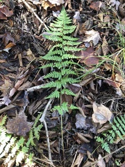 Dryopteris × boottii