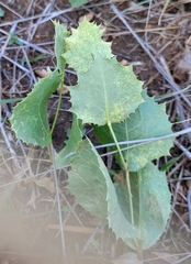 Acourtia nana